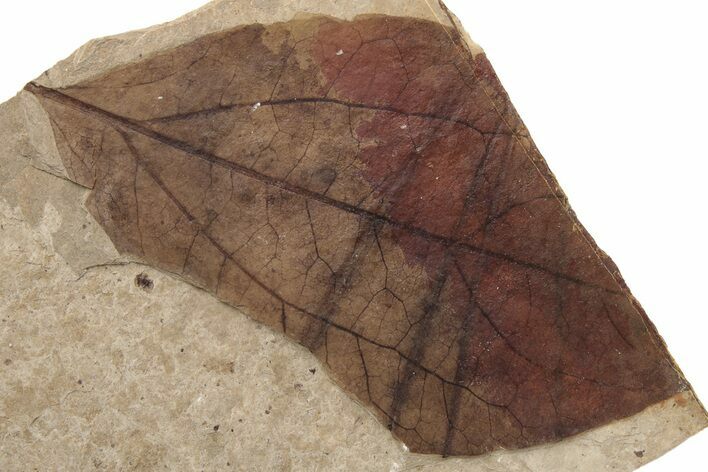 Fossil Leaf (Zizyphoides ) - McAbee, BC #237755